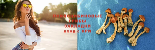прущие грибы Аркадак